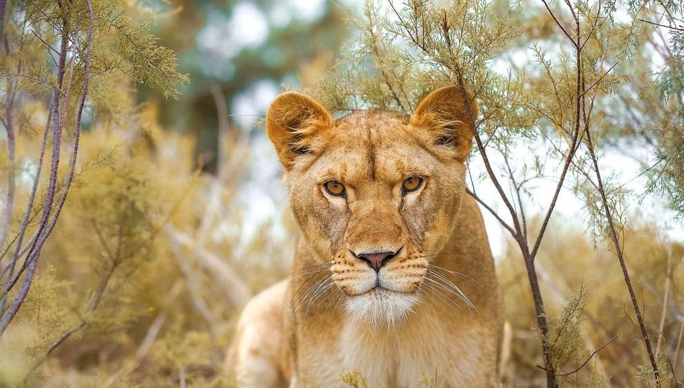 Lionne de face dans la végétation à la Réserve Africaine de Sigean.