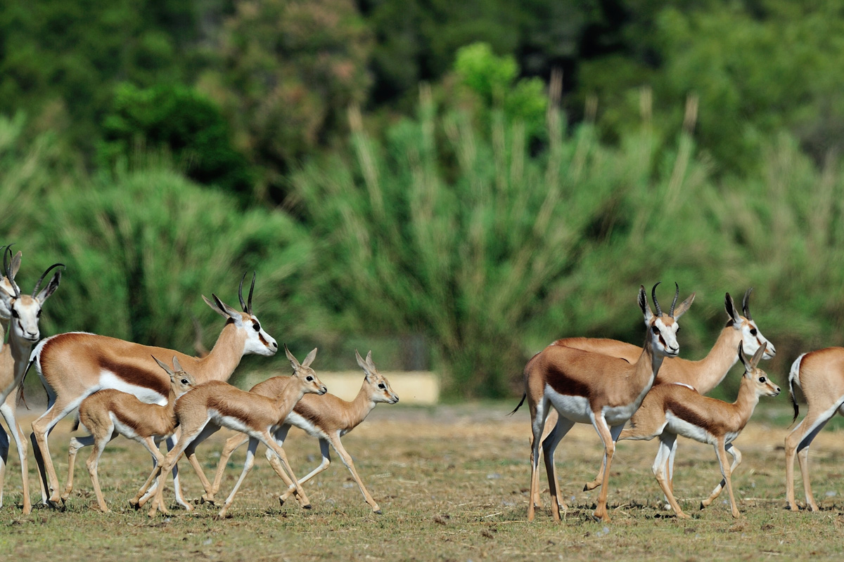 Springboks adultes et petits dans la prairie.