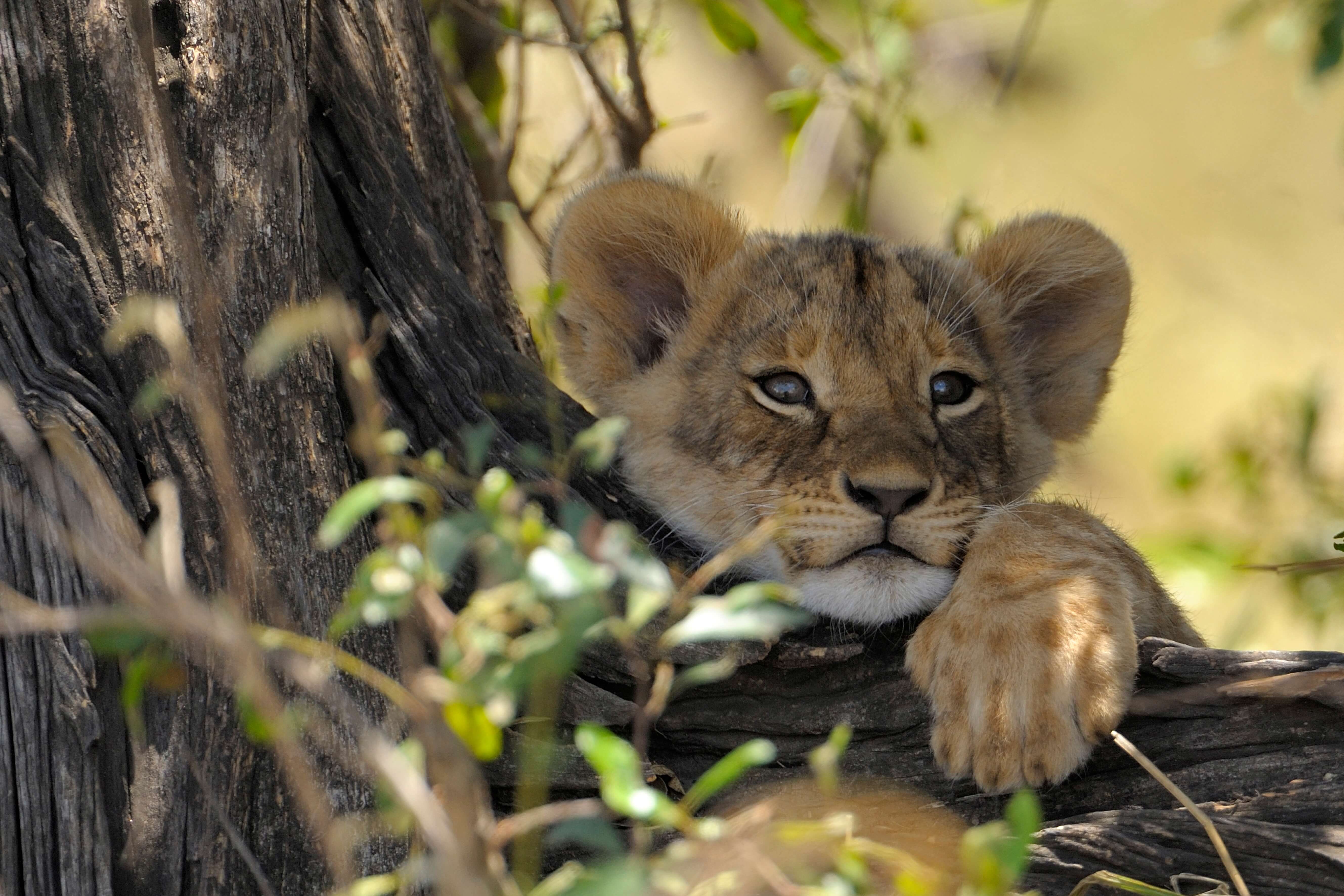 Lionceaux au repos derrière un tronc d’arbre.