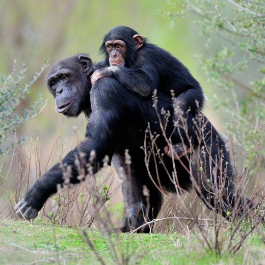 Chimpanzé portant un petit sur son dos.