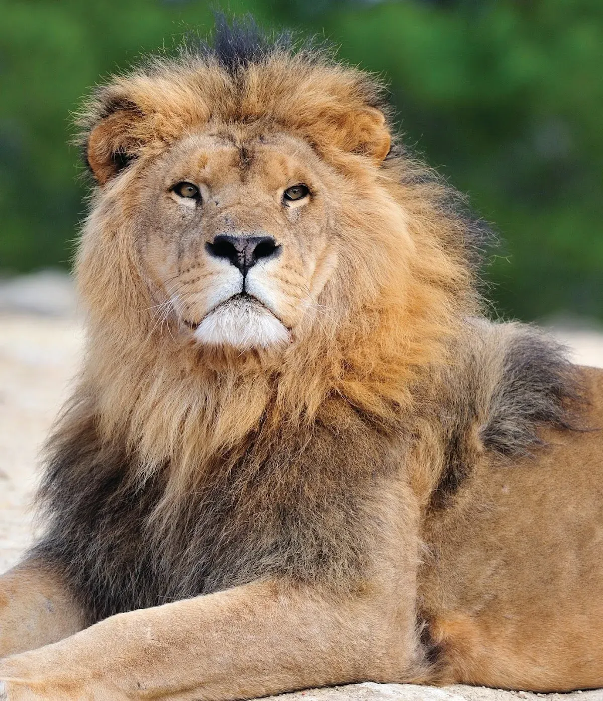 Portrait d’un lion mâle à la Réserve Africaine de Sigean.